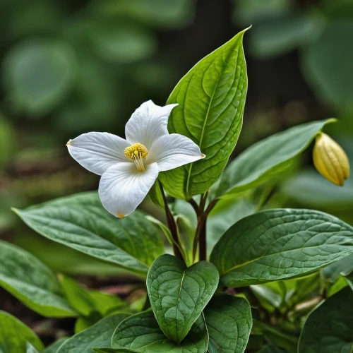 white trillium,trillium,twinflower,jasmine-flowered nightshade,madagascar periwinkle,indian jasmine,avalanche lily,cape jasmine,cardamine pratensis,tea flowers,cypripedium,arabian jasmine,lilly of the valley,jasminum sambac,jasmine flower,wood anemones,dayflower,wood anemone,philadelphus erectus,potato blossoms,Photography,General,Realistic