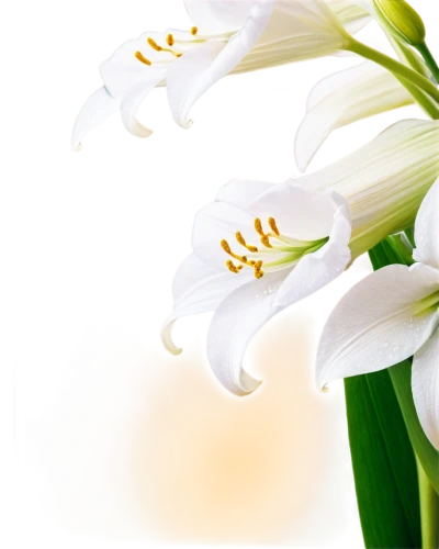 easter lilies,flowers png,madonna lily,white lily,lilium candidum,hymenocallis,lily of the valley,jonquils,lilies of the valley,white floral background,tuberose,flower background,lilies,crinum,star-of-bethlehem,peace lilies,lillies,ornithogalum,lily of the field,garden star of bethlehem,Illustration,Black and White,Black and White 15