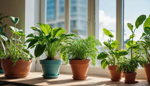 balcony plants,balcony garden,house plants,plants in pots,green plants,plants growing,potted plants,hanging plants,tube plants,windowsill,tender shoots of plants,plants,plant community,outdoor plants,garden plants,money plant,seedlings,plant protection,houseplant,small plants,Photography,General,Realistic