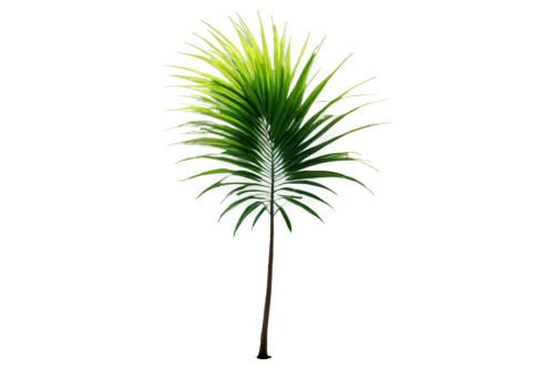 palm tree vector,fan palm,pony tail palm,wine palm,palmtree,potted palm,coconut palm tree,easter palm,saw palmetto,palm,palm tree,coconut palm,cartoon palm,yucca palm,desert palm,palm leaf,palm pasture,toddy palm,palm in palm,palm sunday,Art,Artistic Painting,Artistic Painting 36