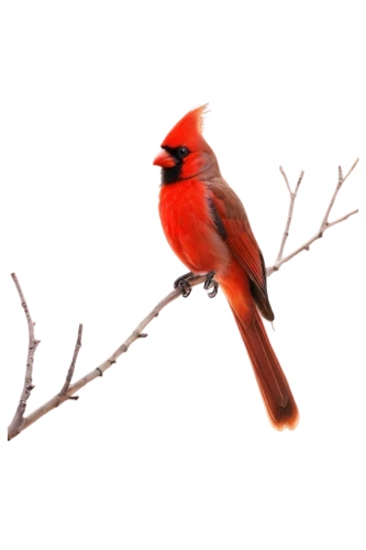 northern cardinal,cardinalidae,male northern cardinal,red feeder,red cardinal,scarlet tanager,crimson finch,cardinal,red avadavat,red bird,cardinals,red beak,tanager,scarlet honeyeater,red finch,bird png,summer tanager,rosella,red bunting,rufous,Illustration,Japanese style,Japanese Style 13