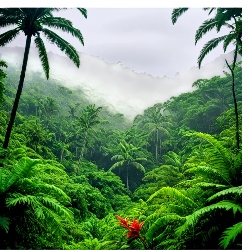tropical and subtropical coniferous forests,tropical jungle,tropical greens,rain forest,valdivian temperate rain forest,reunion island,tropical floral background,samoa,aaa,dominica,background view nature,rainforest,costa rica,liberia,tree ferns,dominican republic,exotic plants,tropical island,kerala,kauai,Art,Classical Oil Painting,Classical Oil Painting 23