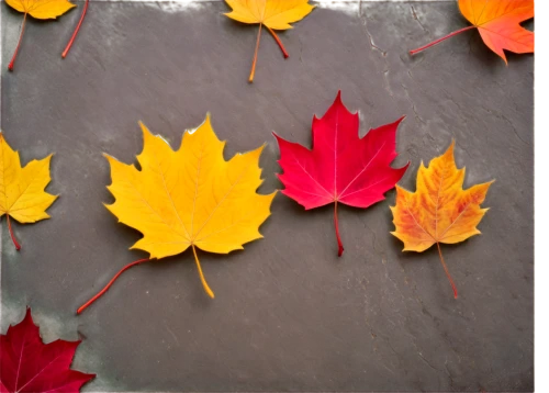 maple leaf red,red maple leaf,maple leaf,autumn leaf paper,yellow maple leaf,maple leave,fall leaf border,maple leaves,colored leaves,autumnal leaves,maple foliage,leaf background,fall picture frame,leaf maple,leaf border,red leaf,colorful leaves,fall leaves,autumn background,seasonal autumn decoration,Art,Artistic Painting,Artistic Painting 49