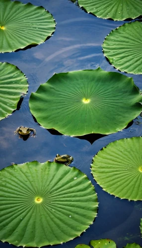 lily pads,lily pad,water lilies,lotus on pond,water lily leaf,lily pond,water lotus,lotus leaves,white water lilies,lilly pond,water lilly,waterlily,broadleaf pond lily,large water lily,nymphaea,lotuses,water lily,pond lily,pond plants,aquatic plant,Photography,General,Realistic