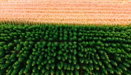 wheat grass,horsetail,carrot pattern,forest moss,beech hedge,conifers,norfolk island pine,wheatgrass,fir needles,coral swirl,tropical leaf pattern,coniferous,forest floor,coral aloe,fishtail palm,spruce-fir forest,coniferous forest,tree slice,tree moss,chives field