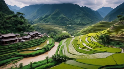 rice terrace,rice fields,rice paddies,rice terraces,ha giang,rice field,the rice field,ricefield,vietnam,vietnam's,green landscape,mountainous landscape,guilin,guizhou,viet nam,vegetables landscape,vietnam vnd,sapa,terraced,kangkong,Photography,General,Natural