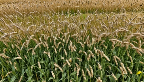 wheat ears,rye in barley field,wheat field,wheat ear,barley field,wheat crops,strands of wheat,rye field,wheat fields,strand of wheat,green wheat,grain field,foxtail barley,wheat grain,field of cereals,wheat grasses,wheat,winter wheat,triticum durum,hordeum,Photography,General,Realistic