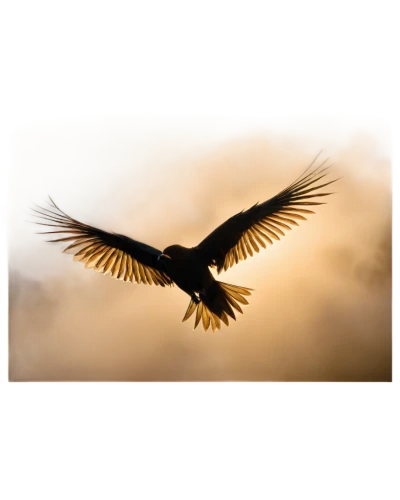 eagle silhouette,turkey vulture,alpine chough,black kite,bearded vulture,bird in flight,black vulture,marsh harrier,crow in silhouette,harris hawk in flight,corvidae,california condor,bird flying,bird wing,flying hawk,american crow,red tailed kite,carrion crow,african fishing eagle,fish eagle,Illustration,Paper based,Paper Based 06