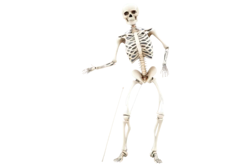 human skeleton,skeletal,skeletal structure,skeleton,vintage skeleton,skeleltt,calcium,anatomy,bone,human body anatomy,human anatomy,skeletons,articulated manikin,bones,anatomical,human body,the human body,wood skeleton,medical radiography,day of the dead skeleton,Illustration,Vector,Vector 02