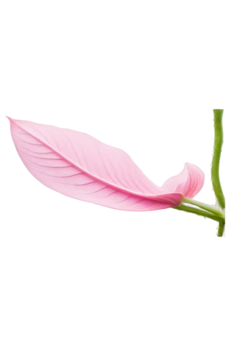anthurium,flowers png,magnolia leaf,pink quill,rose leaf,lotus leaf,spring leaf background,epiphyllum,lotus png,breast cancer ribbon,pitaya,bird flower,heliconia,tuberous pea,fuschia,bookmark with flowers,rose png,vine flower,pink moccasin flower,rose tail,Art,Classical Oil Painting,Classical Oil Painting 27