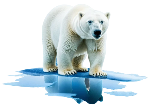 polar,polar bear,polar bears,icebear,arctic ocean,ice bears,aurora polar,arctic,ice bear,sea ice,polar aurora,nordic bear,global warming,polar bare coca cola,the polar circle,arctic antarctica,polar a360,polar cap,ice floe,white bear,Art,Artistic Painting,Artistic Painting 24