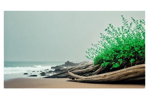 rock samphire,beach grass,coastal landscape,beach landscape,greens beach,landscape background,seascapes,sea lettuce,sea arrowgrass,ivy frame,sea beet,seaweed,the beach-grass elke,driftwood,digital photo frame,botanical frame,landscape photography,golden samphire,wood and beach,beach background,Illustration,Retro,Retro 26