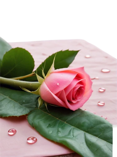 bookmark with flowers,raindrop rose,pink rose,flowers png,rose png,red rose in rain,rose leaf,floral greeting card,pink roses,flowers in envelope,heart shape rose box,pink floral background,bicolored rose,romantic rose,spray roses,paper flower background,dry rose,mini roses pink,flower background,rose water,Photography,Documentary Photography,Documentary Photography 10