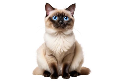 siamese cat,tonkinese,siamese,cat on a blue background,birman,blue eyes cat,cat with blue eyes,japanese bobtail,british longhair cat,cat vector,ragdoll,breed cat,cat image,pet vitamins & supplements,british semi-longhair,cartoon cat,turkish angora,oriental shorthair,cute cat,european shorthair,Illustration,Realistic Fantasy,Realistic Fantasy 34