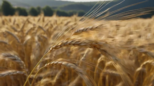 wheat crops,wheat ears,wheat ear,einkorn wheat,durum wheat,wheat grain,strands of wheat,wheat field,strand of wheat,wheat fields,triticale,wheat grasses,barley field,seed wheat,grain field,grain field panorama,khorasan wheat,rye in barley field,barley cultivation,field of cereals,Photography,General,Natural