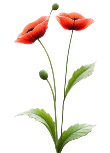 klatschmohn,flowers png,poppy plant,coquelicot,red poppy,poppy flowers,poppy flower,poppy family,turkestan tulip,a couple of poppy flowers,floral poppy,poppies,poppy anemone,red poppies,poppy,turk's cap lily,western red lily,minimalist flowers,snowdrop anemones,red anemones,Photography,General,Sci-Fi