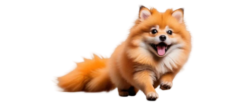 german spitz mittel,german spitz,german spitz klein,finnish spitz,finnish lapphund,swedish lapphund,icelandic sheepdog,indian spitz,pomeranian,shetland sheepdog tricolour,eurasier,rough collie,shetland sheepdog,dog shetland sheepdog,firefox,a fox,tervuren,japanese spitz,dhole,fox,Conceptual Art,Fantasy,Fantasy 15