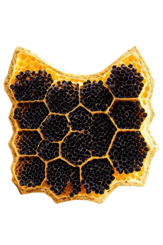 honeycomb structure,building honeycomb,honeycomb,honeycomb grid,beeswax,hexagon,bee hive,hexagons,hive,honeycomb stone,bee farm,bee colonies,honey products,thai honey queen orange,bee eggs,bee,pollen panties,hexagonal,beekeeper,varroa,Photography,Fashion Photography,Fashion Photography 09