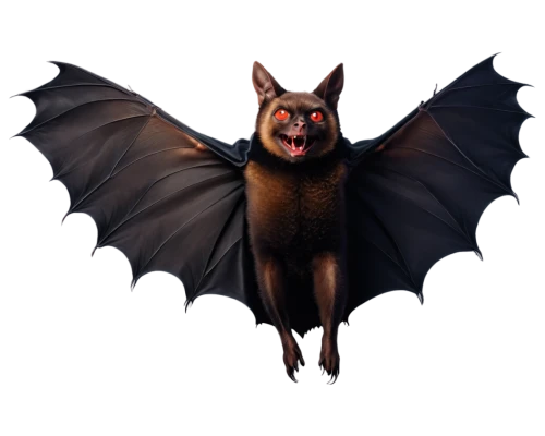 fruit bat,vampire bat,bat smiley,bat,megabat,little red flying fox,big brown bat,lantern bat,flying fox,hanging bat,tropical bat,bats,mouse eared bat,little brown myotis,batman,pipistrelles,batrachian,flying dog,dobermannt,halloween vector character,Photography,Fashion Photography,Fashion Photography 19