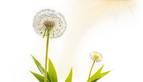 dandelion background,taraxacum,taraxacum officinale,common dandelion,dandelion flower,taraxacum ruderalia,flowers png,leucanthemum,dandelion,dandelions,dandelion flying,plantago,dandelion seeds,grass lily,hieracium,mayweed,oxeye daisy,citronella,flower illustrative,jonquils,Illustration,Realistic Fantasy,Realistic Fantasy 21