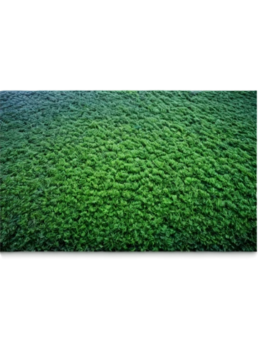 intensely green hornbeam wallpaper,ground cover,green wallpaper,beech hedge,groundcover,green border,background ivy,algae,aaa,hornbeam hedge,vegetation,green landscape,liverwort,leucaena,seamless texture,forest floor,patrol,hedge,mangroves,green algae,Photography,General,Fantasy