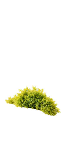 tree moss,real thyme,cleanup,moss,moss saxifrage,forest moss,thyme,hornwort,garden cress,broccoli sprouts,aaa,aquatic herb,liverwort,rockcress,chervil,spring leaf background,dad grass,caulerpa,cress,grass roof,Illustration,Retro,Retro 23