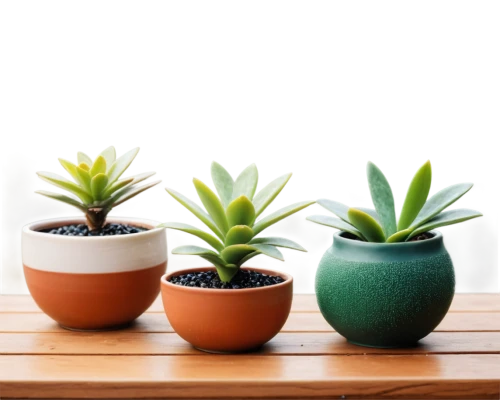 plants in pots,potted plants,house plants,plant pots,small plants,balcony plants,little plants,succulent plant,succulents,garden pot,outdoor plants,plant pot,money plant,spring pot drive,potted plant,plants,mixed cup plant,green plants,pot plant,ornamental plants,Conceptual Art,Fantasy,Fantasy 11