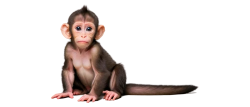 cercopithecus neglectus,macaque,uakari,rhesus macaque,barbary monkey,cougnou,long tailed macaque,baboon,ape,primate,monkey,reconstruction,white-fronted capuchin,capuchin,monkey banana,png image,chimp,chimpanzee,de brazza's monkey,mammalian,Art,Artistic Painting,Artistic Painting 03