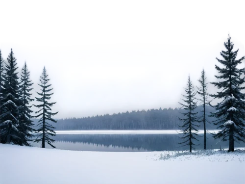 winter background,winter forest,snow in pine trees,coniferous forest,christmas snowy background,winter landscape,snow landscape,snowy landscape,snow trees,snowflake background,temperate coniferous forest,winter lake,fir trees,fir forest,spruce trees,pine trees,evergreen trees,spruce-fir forest,coniferous,snow scene,Photography,Documentary Photography,Documentary Photography 34