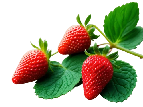 strawberry plant,west indian raspberry ,west indian raspberry,alpine strawberry,strawberry ripe,native raspberry,raspberry leaf,strawberries,red strawberry,strawberry,strawberry tree,berry fruit,thimbleberry,virginia strawberry,mock strawberry,rubus,loganberry,raspberry,mollberry,lingonberry,Unique,3D,Toy
