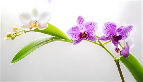 mixed orchid,laelia,phalaenopsis,phalaenopsis equestris,moth orchid,orchid flower,orchids,orchid,orchids of the philippines,spathoglottis,phalaenopsis sanderiana,laelia crispa,wild orchid,flowers png,lilac orchid,laelia albida,christmas orchid,butterfly orchid,cattleya,white with purple,Conceptual Art,Sci-Fi,Sci-Fi 04
