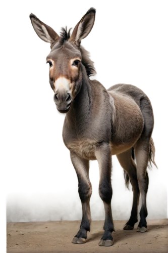 zonkey,half donkey,donkey of the cotentin,donkey,electric donkey,donkeys,goat-antelope,mule,anglo-nubian goat,konik,oxpecker,kudu,gnu,gemsbok,zebu,cangaroo,donkey cart,chamois,reindeer from santa claus,quagga,Art,Classical Oil Painting,Classical Oil Painting 03