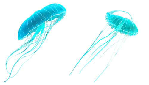box jellyfish,sea jellies,jellies,jellyfish,jellyfishes,zooplankton,portuguese man o' war,cnidaria,lion's mane jellyfish,jellyfish collage,copepod,blobs,wind machines,bioluminescence,suction cups,cnidarian,soundwaves,elegans,mermaid vectors,bristles,Illustration,Realistic Fantasy,Realistic Fantasy 06