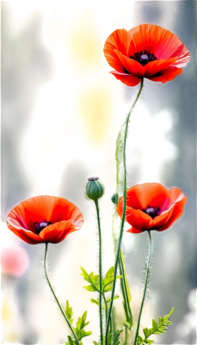 poppy flowers,red poppies,poppies,red poppy,a couple of poppy flowers,red anemones,poppy plant,flowers png,klatschmohn,poppy flower,flower background,papaver,oriental poppy,floral poppy,corn poppies,anemones,poppy anemone,iceland poppy,coquelicot,red gerbera,Conceptual Art,Graffiti Art,Graffiti Art 09