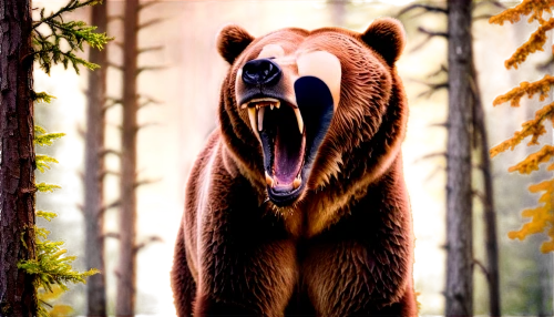nordic bear,scandia bear,brown bear,bear,grizzly bear,grizzly,great bear,grizzlies,bear kamchatka,bear market,cute bear,bears,sun bear,kodiak bear,the bears,brown bears,bearskin,bear guardian,american black bear,little bear,Illustration,Retro,Retro 13