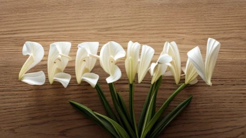 easter lilies,place card holder,bookmark with flowers,decorative letters,ikebana,paper art,wooden letters,tulip white,calla lilies,tulpenbüten,place cards,freesias,hippeastrum,peace lilies,white tulips,place card,turkestan tulip,origami,tulip bouquet,flowers png,Realistic,Flower,Lily