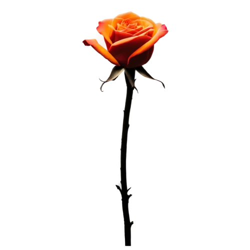 rose png,dried rose,arrow rose,lady banks' rose,lady banks' rose ,orange rose,dry rose,ground rose,regnvåt rose,woods' rose,bicolored rose,rose branch,romantic rose,flowers png,flower rose,rosa,rose,rose flower,rose flower illustration,historic rose,Photography,Black and white photography,Black and White Photography 14