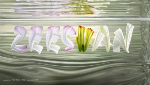 lily water,flower water,water flower,flowers png,flower of water-lily,aquatic plant,splash photography,water plants,calla lilies,water-the sword lily,flower illustrative,aquatic plants,surface tension,easter lilies,tulip background,pond flower,reflection in water,calyx-doctor fish white,lily flower,lilies,Realistic,Flower,Lily