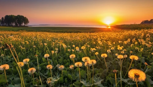 meadow landscape,flower field,field of cereals,dandelion field,field of flowers,field of rapeseeds,flower in sunset,summer meadow,meadow flowers,flowers field,dandelion meadow,grasslands,ukraine,trollius download,flowering meadow,blooming field,grassland,sunflower field,spring meadow,blanket of flowers,Photography,General,Realistic