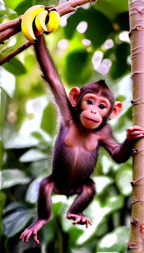 monkey banana,orang utan,monkey,tufted capuchin,baby monkey,primate,bonobo,long tailed macaque,common chimpanzee,uakari,borneo,crab-eating macaque,chimpanzee,white-fronted capuchin,barbary monkey,monkey with cub,kalimantan,primates,macaque,squirrel monkey,Art,Artistic Painting,Artistic Painting 22