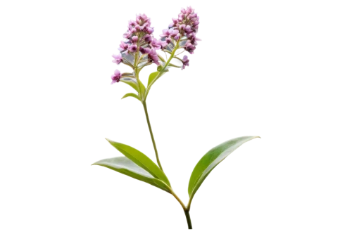 small-leaf lilac,flowers png,heath orchid,alternanthera,fernleaf lavender,dulcimer herb,hard-leaved pocket orchid,gaura,citronella,greek valerian,wild orchid,liatris spicata,syringa vulgaris,scaphosepalum,dactylorhiza praetermissa,india hyacinth,pontederia,melissa officinalis,veratrum,centaurium,Conceptual Art,Fantasy,Fantasy 07