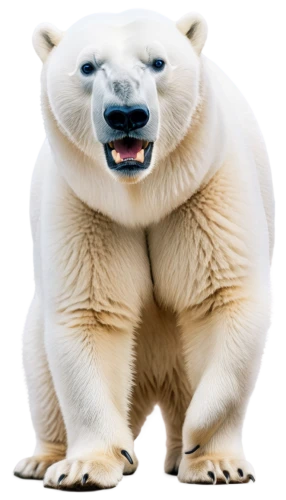 polar,polar bear,icebear,nordic bear,ice bear,polar aurora,polar cap,polar bare coca cola,aurora polar,white bear,polar bears,nunatak,bear,polar a360,scandia bear,cute bear,tundra,young polar bear,arctic,ice bears,Art,Artistic Painting,Artistic Painting 20