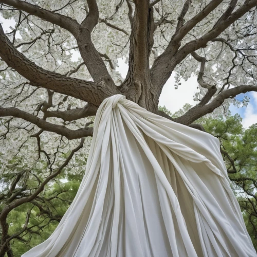 silk tree,tree white,white silk,trees with stitching,raw silk,argan tree,tree whites,tree white butterfly,cotton cloth,overskirt,the branches of the tree,linden blossom,blossom tree,flourishing tree,spring white,vinegar tree,junshan yinzhen,tree canopy,white cedar,cocoon,Photography,General,Realistic