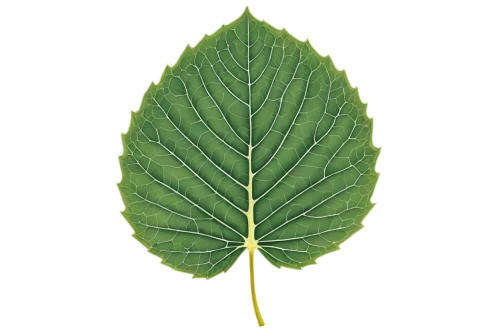 walnut leaf,chestnut leaf,custody leaf,fig leaf,grape leaf,mammoth leaf,mape leaf,foliage leaf,leaf pattern,fan leaf,round leaved liverleaf,magnolia leaf,tropical leaf,leaf drawing,beech leaf,tropical leaf pattern,leaf,jungle leaf,chestnut leaves,leaf vegetable,Illustration,American Style,American Style 13