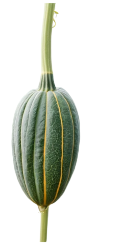 figleaf gourd,cucuzza squash,cucurbita,gem squash,scarlet gourd,winter squash,muskmelon,squash,bitter gourd,melon,gourd,cucurbit,acorn squash,pointed gourd,calabaza,bud melon,pak-choi,striped pumpkins,cantaloupe,gourds,Photography,Documentary Photography,Documentary Photography 35