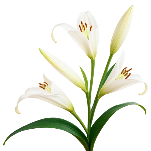 easter lilies,madonna lily,white lily,flowers png,white trumpet lily,lilium candidum,lilies of the valley,peace lilies,crinum,hymenocallis,lilies,stargazer lily,lillies,lily flower,avalanche lily,lilium formosanum,white plumeria,tuberose,lily of the valley,palm lilies,Illustration,Vector,Vector 14