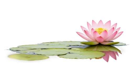lotus on pond,lotus png,pink water lily,water lotus,waterlily,water lily flower,lotus flower,sacred lotus,water lily,flower of water-lily,lotus flowers,lotus blossom,water lily plate,lotus position,stone lotus,lotus with hands,lotus,lotus ffflower,pond flower,water lilly,Illustration,Retro,Retro 25