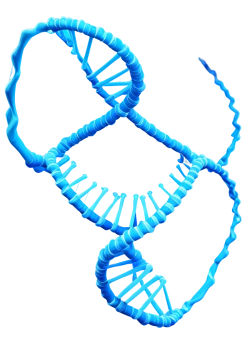dna helix,dna strand,rna,dna,nucleotide,genetic code,deoxyribonucleic acid,biosamples icon,double helix,chromosomes,cancer ribbon,ribbon symbol,autism infinity symbol,cancer logo,isolated product image,meiosis,acefylline,trisomy,mitochondrion,limicoles,Illustration,Black and White,Black and White 12