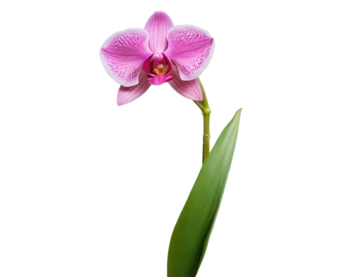 orchid flower,laelia,flowers png,moth orchid,laelia crispa,laelia albida,mixed orchid,orchid,phalaenopsis equestris,phalaenopsis sanderiana,wild orchid,orchids of the philippines,pontederia,spathoglottis,hard-leaved pocket orchid,christmas orchid,calochilus,phalaenopsis,single flower,spectabilis,Conceptual Art,Sci-Fi,Sci-Fi 30