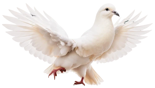dove of peace,peace dove,doves of peace,white pigeon,white dove,white grey pigeon,bird png,white pigeons,plumed-pigeon,domestic pigeon,pato,fujian white crane,galliformes,snow goose,beautiful dove,dove,pigeon scabiosis,pigeon,bird pigeon,carrier pigeon,Photography,General,Natural